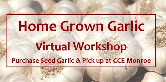 Home Grown Garlic 