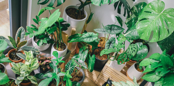 Houseplants 101