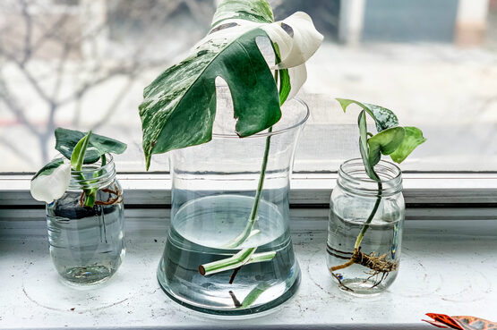Plant Propagation