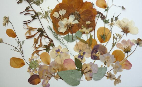 Pressed Flowers