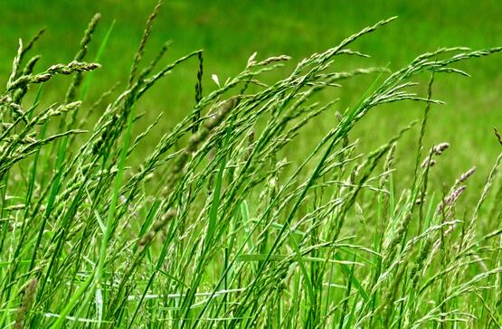 pasture