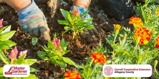 gardening 