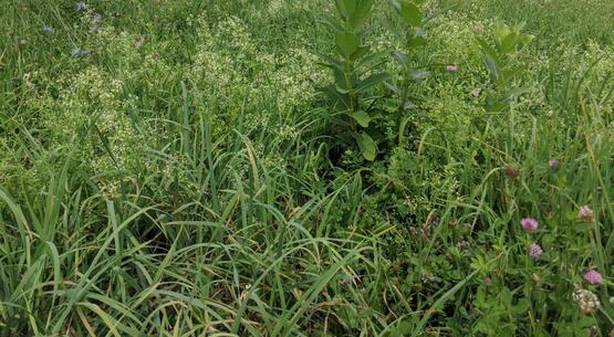  See the efficacy of different herbicide programs, both pre and post to control this weed with multiple herbicide resistance.