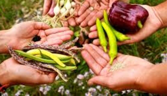 Seed Saving