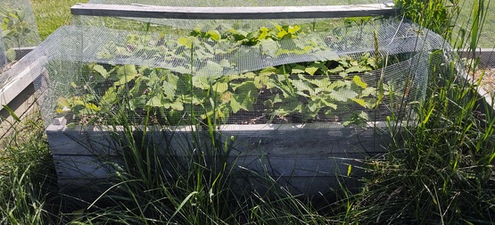 APRB oak seedlings