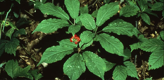 American Ginseng