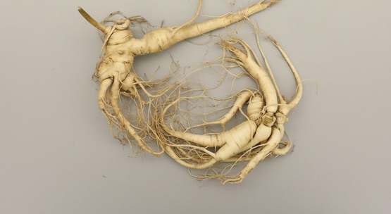 Cultivated Ginseng