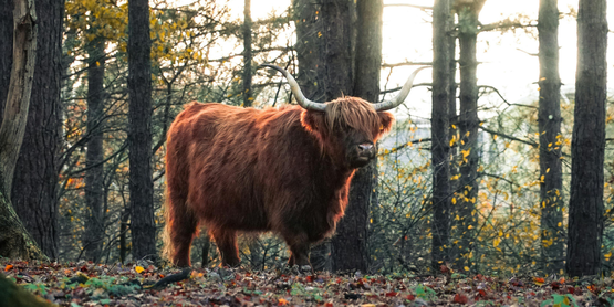 Highland cattle in the woods