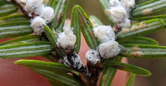 Hemlock Wooly Adelgid