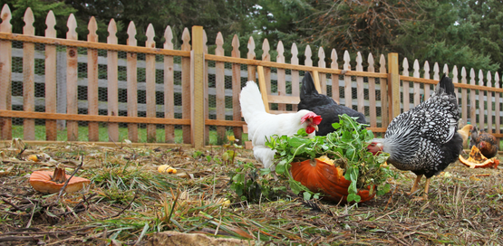 Chickens