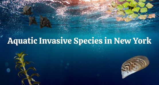 BANNER Aquatic Invasives