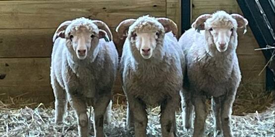 Sajobe farm dorset sheep 