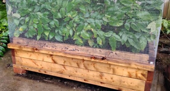 Raised bed, air pruned tree seedlings
