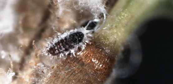 Hemlock woolly adelgid