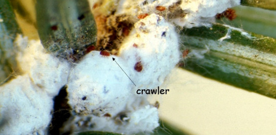 Hemlock woolly adelgid (crawler)