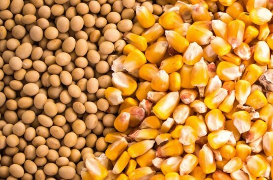 This event is to hear the latest results and updates from our ongoing, statewide neonicotinoid seed treatment trials.