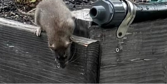Urban Rodent Management Training 
