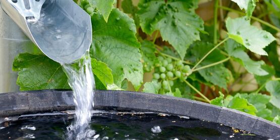 rain barrel