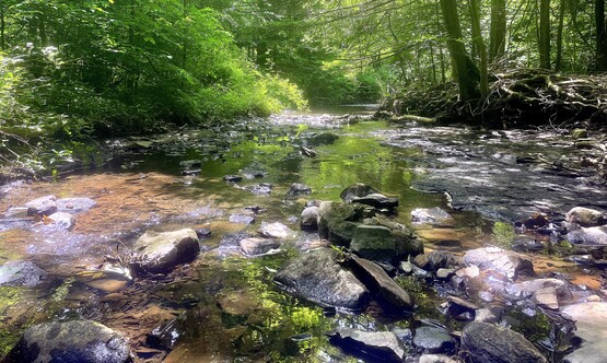Shotwell Brook