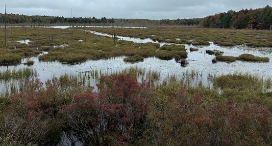 Wetland