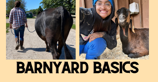 Barnyard Basics