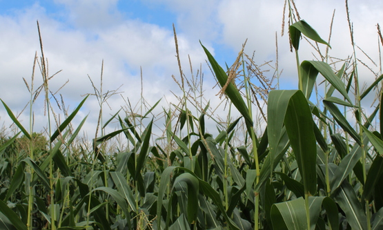tasseled corn and clouds, Frontier Brook Farms