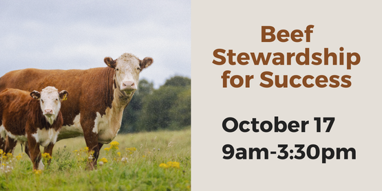 beef stewardship