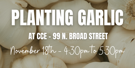 Planting Garlic