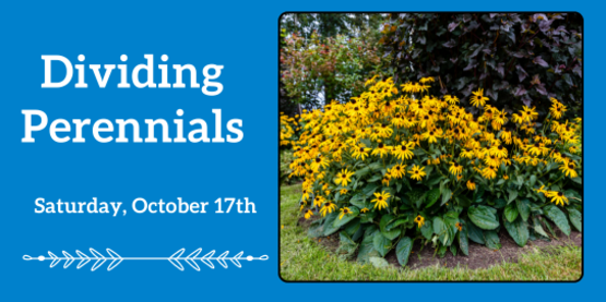 Dividing Perennials
Saturday, October 17th