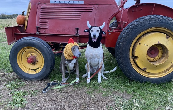 Dog Day at the Farm