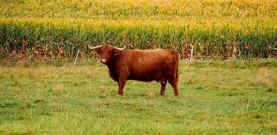 Beef cattle, highland steer
