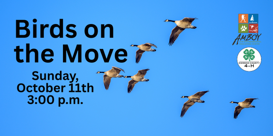 Birds on the Move