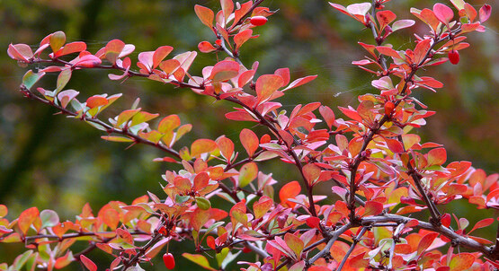 Japanese barberry