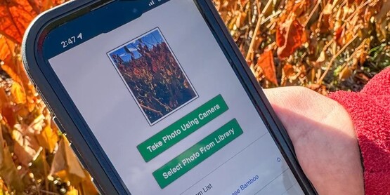 invasive species ID