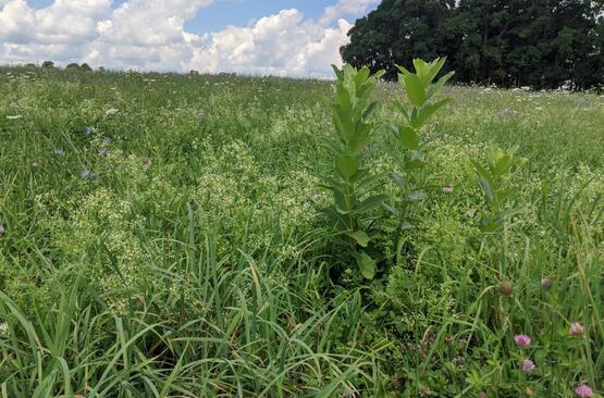  See the efficacy of different herbicide programs, both pre and post to control this weed with multiple herbicide resistance.
