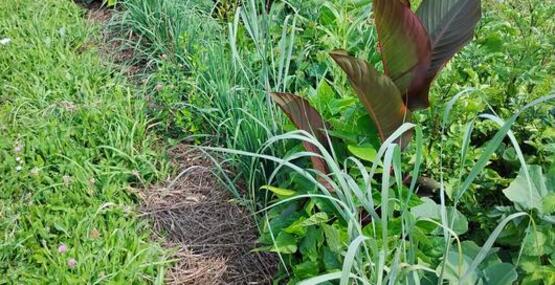 Agroforestry