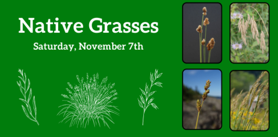 Native Grasses
Saturday, November 7th