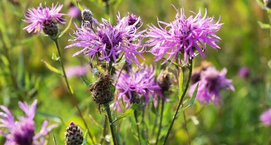 ​Knapweed has become a problem in NY. Whether you're a grazier, a hay producer, or a grassfed dairy producer, you've no doubt seen this plant, and you've probably seen it become more and more common in your hayfields and pastures. Join Cornell researchers and your fellow farmers as we take a walk through two of our field trial plots, where we'll see how soil fertility and cutting frequency/timing affect forage biomass production and knapweed competition. What worked well? What didn't? And is it economical?