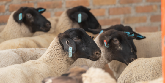 sheep