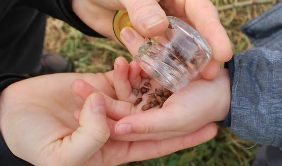 Seed Saving Pic