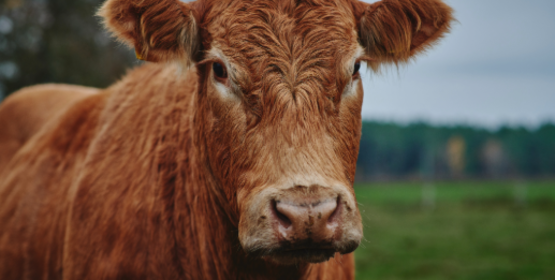 brown beef cow