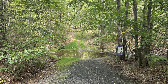 Stream in a forest