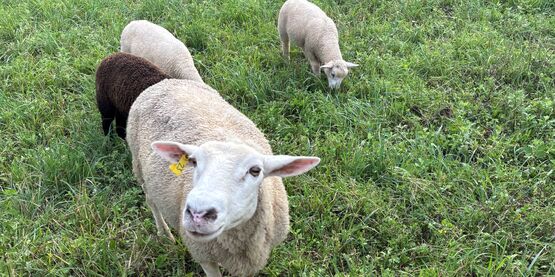 Sheep in a field.