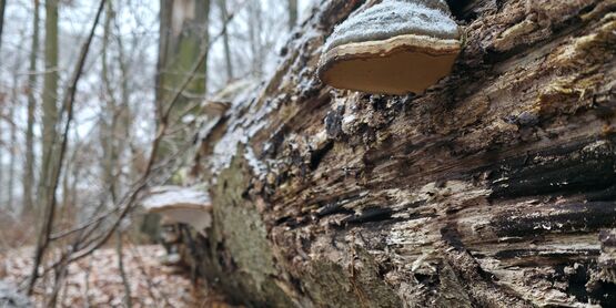 log in the woods