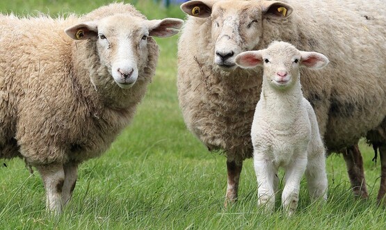 small ruminants (sheep or goat)