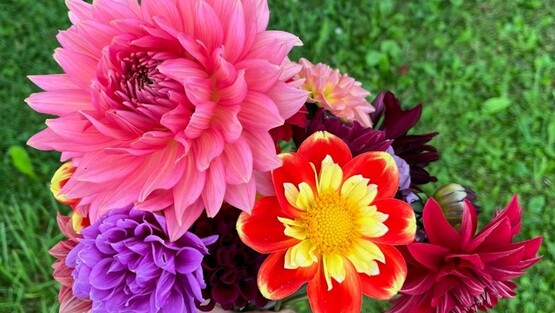 Learn how to prepare dahlias for winter with tips on digging, dividing, and storing tubers for a successful return next season. 