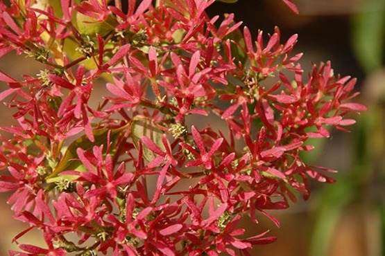 Heptacodium miconioides (Seven-son Flower)
Gold Medal Plant Winner