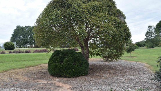 Long Island Gold Medal winner Betula Nigra Little King