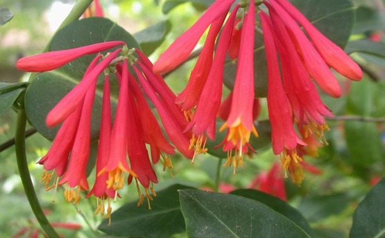 Gold Medal Plant vine 2010