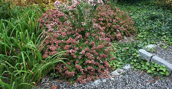 Gold Medal Plant perennial 2009